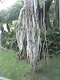 QV006M.jpg (20375 bytes)