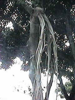 QV007M.jpg (22074 bytes)