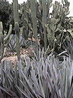 QV032.jpg (24748 bytes)