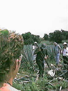 QV033.jpg (17646 bytes)