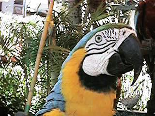 QV043M.jpg (26381 bytes)