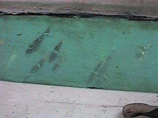 QV060.jpg (11086 bytes)