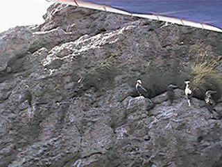 QV061.jpg (21990 bytes)